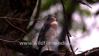 Up close and personal with a male Shikra | India