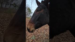 These are beautiful mules that we thought were horses part two.