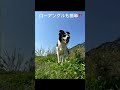 ワンコ撮影にめちゃいいの見つけた👍犬目線での撮影をメインにしてるけど、縦動画でローアングルって難しい💦 ulanzi ulanzi carrycreativityinyourpocke