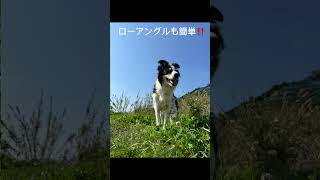 ワンコ撮影にめちゃいいの見つけた👍犬目線での撮影をメインにしてるけど、縦動画でローアングルって難しい💦#ulanzi  #ulanzi#carrycreativityinyourpocke