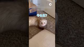 やられたフリをするフェレット｜PECO #フェレット #ferret ##ferrets