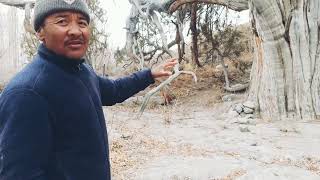 #ladakhiculture #travel How possible 😧 Big juniper at #nubravalley Ayee village..