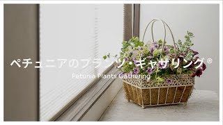 #17【ペチュニアのプランツ・ギャザリング®】Petunia Plants Gathering