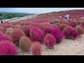 japan 茨城國營常陸海濱公園，圓滾滾紅通通的掃帚草，好壯觀！2024.10.29