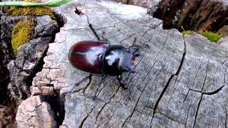 Lucanus cervus cervus - Stag Beetle / Hirschkäfer