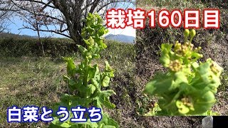 白菜プランタ栽培/栽培160日目の観察とフキノトウ