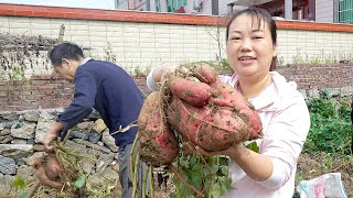 家人忙著挖紅薯，這收穫很喜人，媳婦用紅薯做一道菜 | Make a delicious food with sweet potatoes, the children said delicious