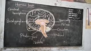 human brain drawn by shameena and neelima