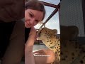 my purring cheetah