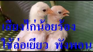 เสียงไก่น้อยร้อง ใช้เพื่อล่อเยี่ยว พังพอน