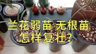 兰花弱苗 无根苗，怎样复壮，有哪些注意事项