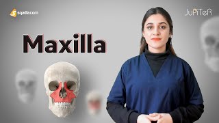 Maxilla Bone Location and Function Anatomy Lecture for Medical Students Learning