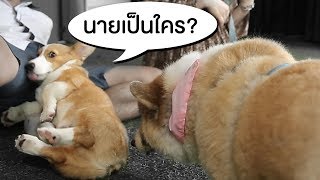 ขุนแผน x โซบะ ฉี่ราด feat.Sunbeary