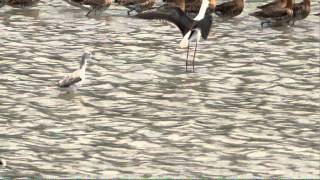 黑翅長腳鷸 Black-winged Stilt