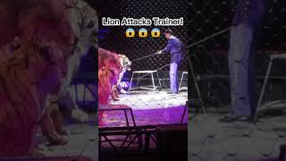 Lion attacks trainer.