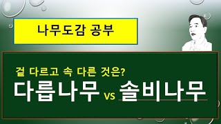 다릅나무 vs 솔비나무 : 무엇이 다를까?