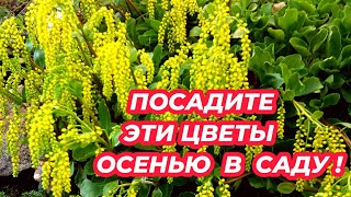 ПОСАДИТЕ ЭТИ ЦВЕТЫ ОСЕНЬЮ в саду чтобы любоваться цветением в следующем году!