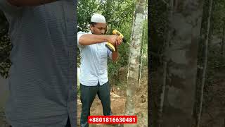 Aggar tree inoculation in rangamati আগর গাছে প্রাকৃতিক ইনোকোলেশান