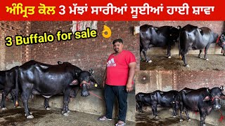 ਅੰਮ੍ਰਿਤ ਕੋਲ 3 ਮੱਝਾਂ ਸਾਰੀਆਂ ਸੂਈਆ ਹਾਈ ਸ਼ਾਵਾ। 3 buffalo for sale/ ਪਿੰਡ ਧੀਰਪੁਰ। ਕਰਤਾਰਪੁਰ। ਜਲੰਧਰ