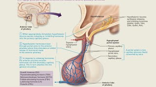 Hypophyseal Portal System