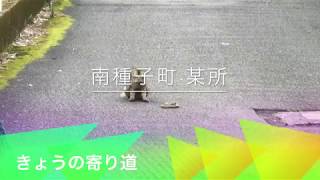 【きょうの寄り道】ね、ねこが…