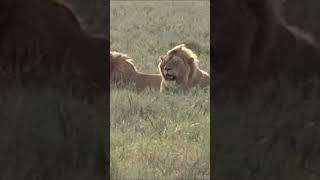 African Safari 4K Scenic Wildlife Film With African Music#shorts #safari Animal Attack #travel