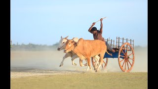 Jaffna bullock cart race srilanka | Tamil traditional game | jaffna | neervely