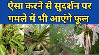 Sudarshan Plant पर फूल नहीं आ रहे तो क्या करे  // Sudarshan Plant Care. come with nature