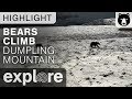 Bears Climb Dumpling Mountain - Brown Bear Live Cam Highlight 10/16/17