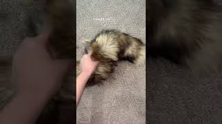 My dog go a hold of my fox tail #therianthropy #therian #foxtail #sad #nohate #s