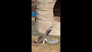 【冬の動物園】ワオキツネザル - 鳴き声もかわいいワオキツネザルのみなさん - #Shorts