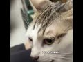 cat sniffs a**