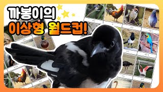 까봉이의 이상형 월드컵! 까치는 어떤 새를 제일 좋아할까?