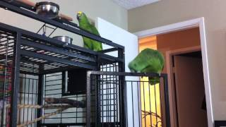 Amazon Parrots Sing and Dance to Funky Town