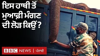 Elephant Dies: ਤਮਿਲ ਨਾਡੂ ਵਿੱਚ ਇੱਕ ਹਾਥੀ ’ਤੇ ਸੜਦਾ ਟਾਇਰ ਸੁੱਟਣ ਕਾਰਨ ਮੌਤ  | 𝐁𝐁𝐂 𝐍𝐄𝐖𝐒 𝐏𝐔𝐍𝐉𝐀𝐁𝐈