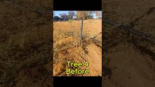 Rapid Growth Secrets: Transform Your Pomegranate Trees with RAPHA-groW™! Video 1