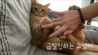 급발진하는 뚱냥이 루루