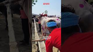 Maharashtra Kesari Babiya || Buldhana Express #shankarpat #babiya #maharashtrakesari #trendingvideo