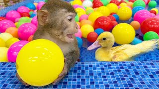 Monkey Bim Bim playing with ducklings in 30,000 Colorful Ball Pit Balls pool | Baby Monkey Animal