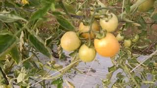 उन्नत तरिकाले गरिएको टमटर खेती अती राम्रो, धेरै समय फल्ने  । Tomato Farming In Nepal