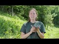 nys parks nature clips the eastern hognose snake