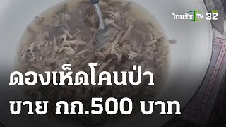 แม่ค้าดองเห็ดโคนป่าขาย กก.500 บาท | 03 ต.ค. 66 | ตะลอนข่าว