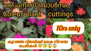 10 rupees plants /balsam cuttings sale #lowprice  10രൂപയ്ക്ക് കെെ നിറയെ ചെടികൾ സ്വന്തമാക്കാം.