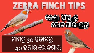 ଜେବ୍ରା ଫିଞ୍ଚ୍ ଚଢେଇ ସମ୍ଵନ୍ଧରେ... zebra finch bird tips #zebrafinch #zebrafinchbird #birdchannel