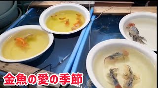 【大阪らんちゅう】金魚の愛の季節【STAY HOME】五大地金魚の飼い方vol.7