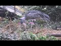 ハシビロコウ　ボンゴくんとマリンバちゃん　微妙な距離感　【神戸どうぶつ王国】shoebill bongo kun marinba chan kobe animal kingdom