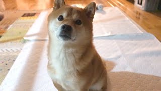 A Shiba Inu came to teach me something in the middle of the night, and when I followed him...