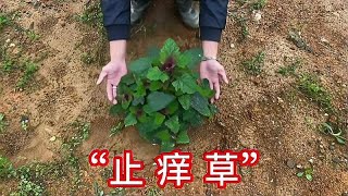 农村一种不起眼的“止痒草”，用途很多人不了解它，赶紧来认识下