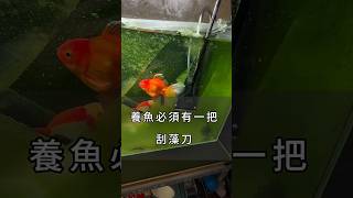 魚寶們表示：再不刮藻我們怎麼看電視！#金魚 #魚缸 #換水 #刮藻