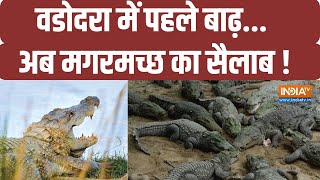 Crocodile in Vadodara: वडोदरा में बाढ़ आई...कितने मगरमच्छ ले आई? | Gujarat Flood |